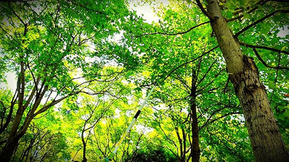 GARTOL Cut & Hold Pole Pruner, 4.2 FT Lightweight Fruit Picker with 180° Rotating Handle, SK5 Steel Blade Cuts up to 1/2 Inch, Long Reach Garden Tree Trimmer & Branch Cutter for Shrubs, Bushes