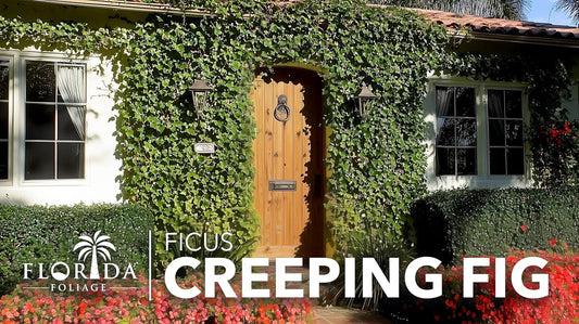 Creeping Fig Vine | 60 Live Plants | Ficus Pumila | Fast-Growing Ground Cover | Evergreen Climbing Vine for Walls & Trellises