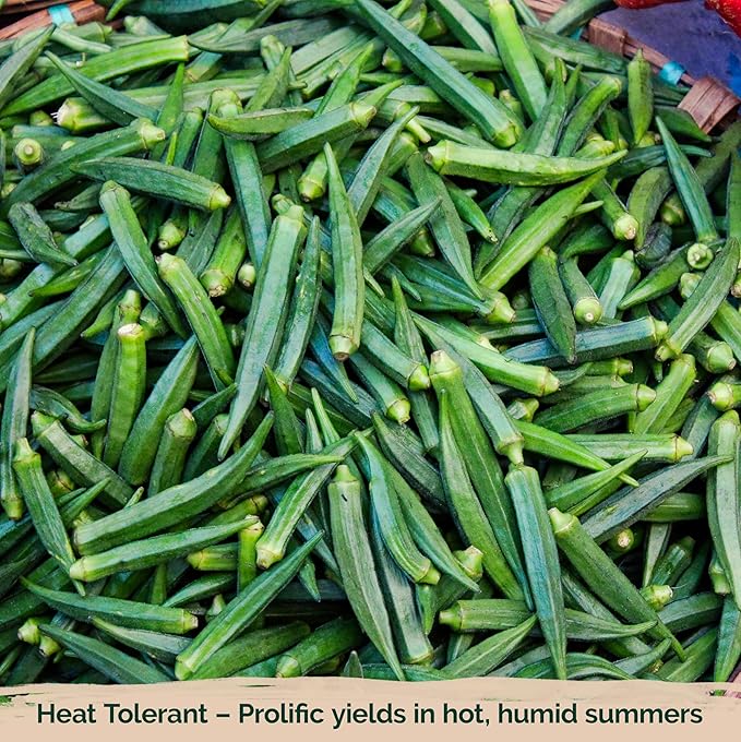 KVITER 125 Clemson Spineless 80 Okra Seeds for Planting (Abelmoschus esculentus) – Heirloom & Organic Okra, Spineless Pods, Heavy Yields – Vegetable Seeds to Plant in Outdoor Garden