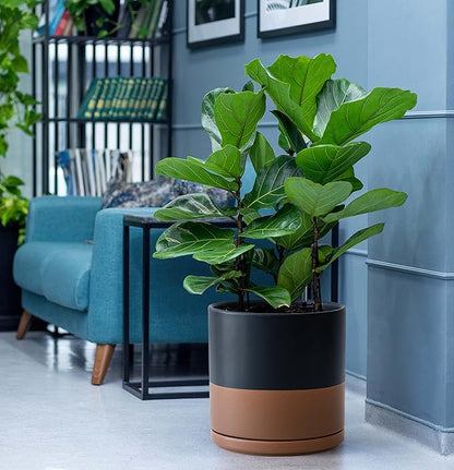 D'vine Dev Set of 2 Plants Pot, 10 Inch Ceramic Planter Pot for Plants with Drainage Hole and Saucer, Black/Speckled Tan, 94-V-E-7