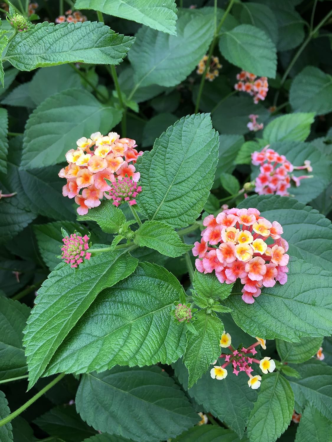 Lantana Camara Flowers - Two Mixed (2) Live Plants - Plants, not Seeds - Attracts Hummingbirds & Butterflies - Each in 4 inch Pots