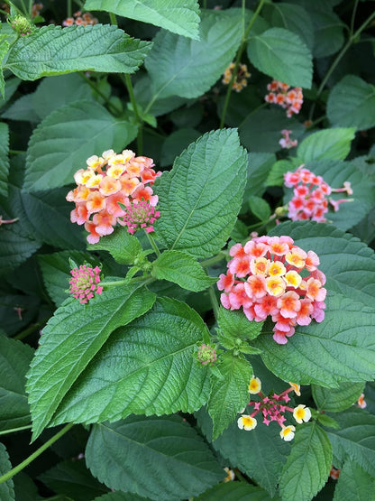 Lantana Camara Flowers - Two Mixed (2) Live Plants - Plants, not Seeds - Attracts Hummingbirds & Butterflies - Each in 4 inch Pots