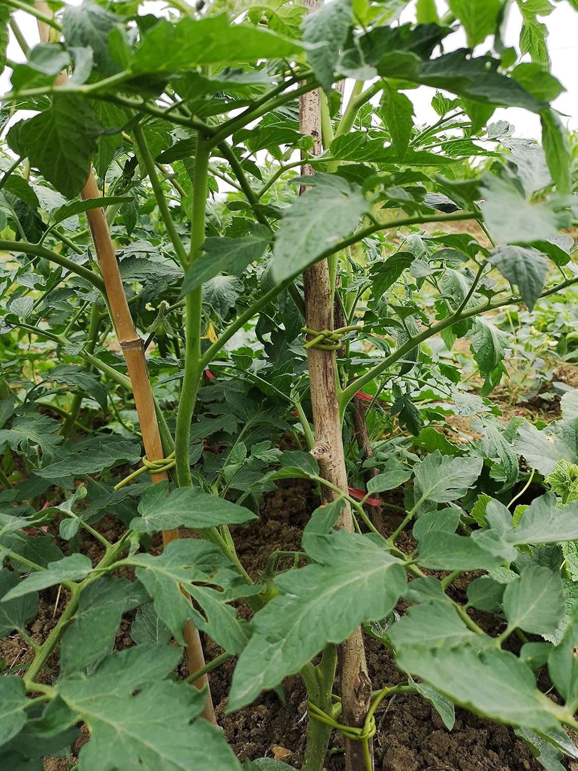 TIPU Soft Rubber Garden Rope Twine, Soft Hollow Stretchy Plant Support and Garden Twine, Green, 262 FT