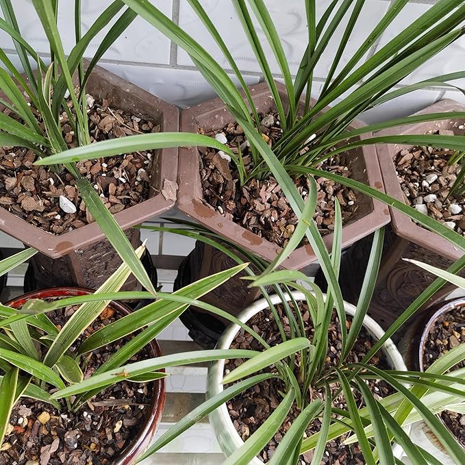 10 Quart Bonsai Soil Mix Lava,Pumice,Pine Bark and Calcined Rock, Natural Organic Mix for Potted Plants…