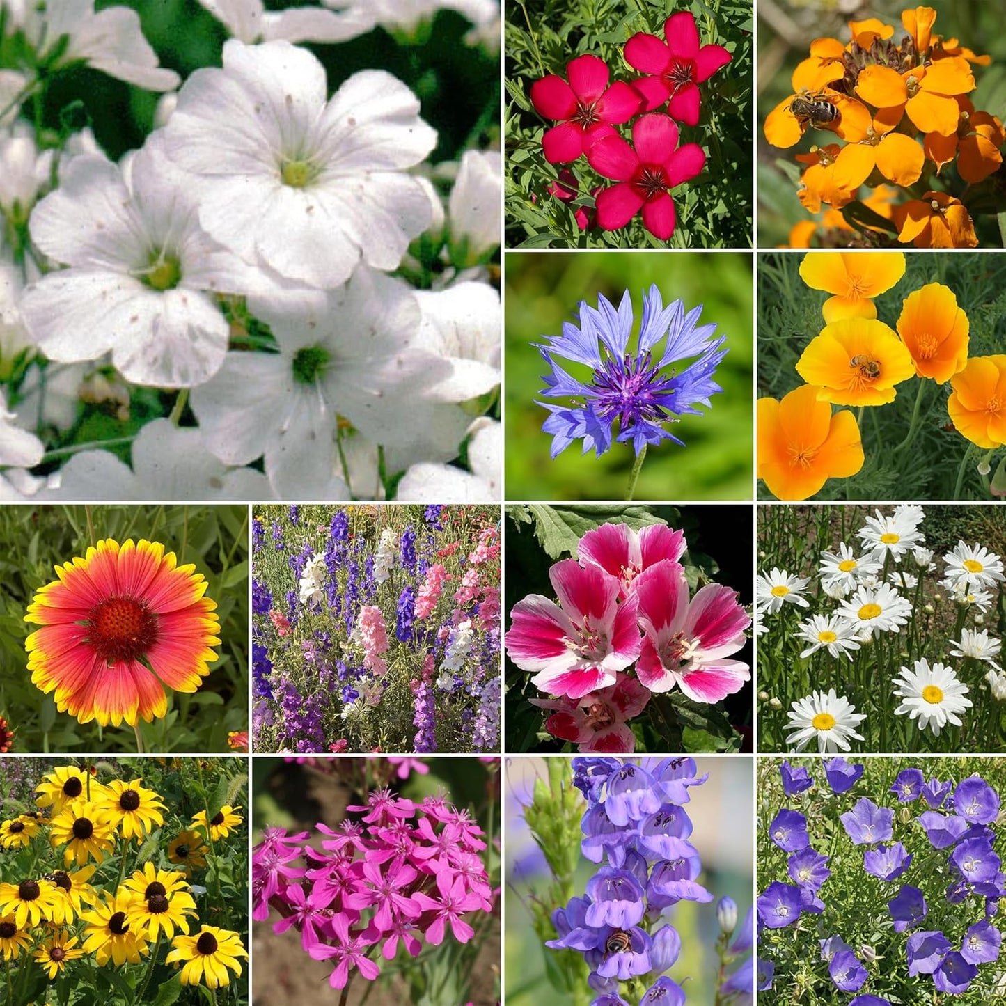 Ferry-Morse Rocky Mountain Mix Bulk Wildflower Seeds, 1lb