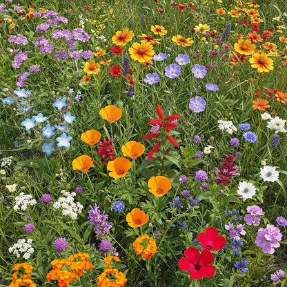 Ferry-Morse Cool Season Mix Bulk Wildflower Seeds, 1lb