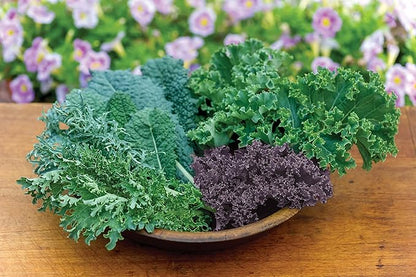 Burpee Kale Blend Kale Seeds 100 seeds