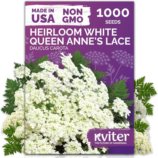 KVITER 1000 White Queen Anne's Lace Seeds (Ammi Majus) – Bishop Flower, Heirloom, Non GMO & Organic Wildflower, False Queen Annes Lace – Pollinator-Friendly Flower Seeds to Plant Outside in any Garden