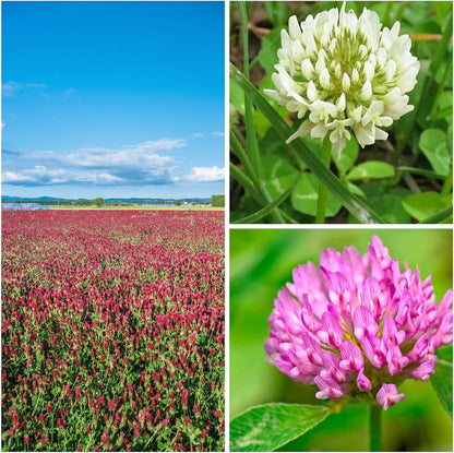 Clover Trio Seed Blend – Premium 4 oz ~44,800 Seeds – Red, White & Crimson Clover – Cover Crop & Soil Enrichment Mix
