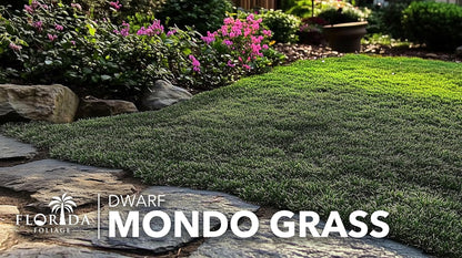 Dwarf Mondo Grass | 3 Live Plants | Ophiopogon Japonicus Nana | Lush Ground Cover | Shade Loving Low Maintenance Garden Solution | Ideal for Landscaping and Borders | Hardy and Evergreen