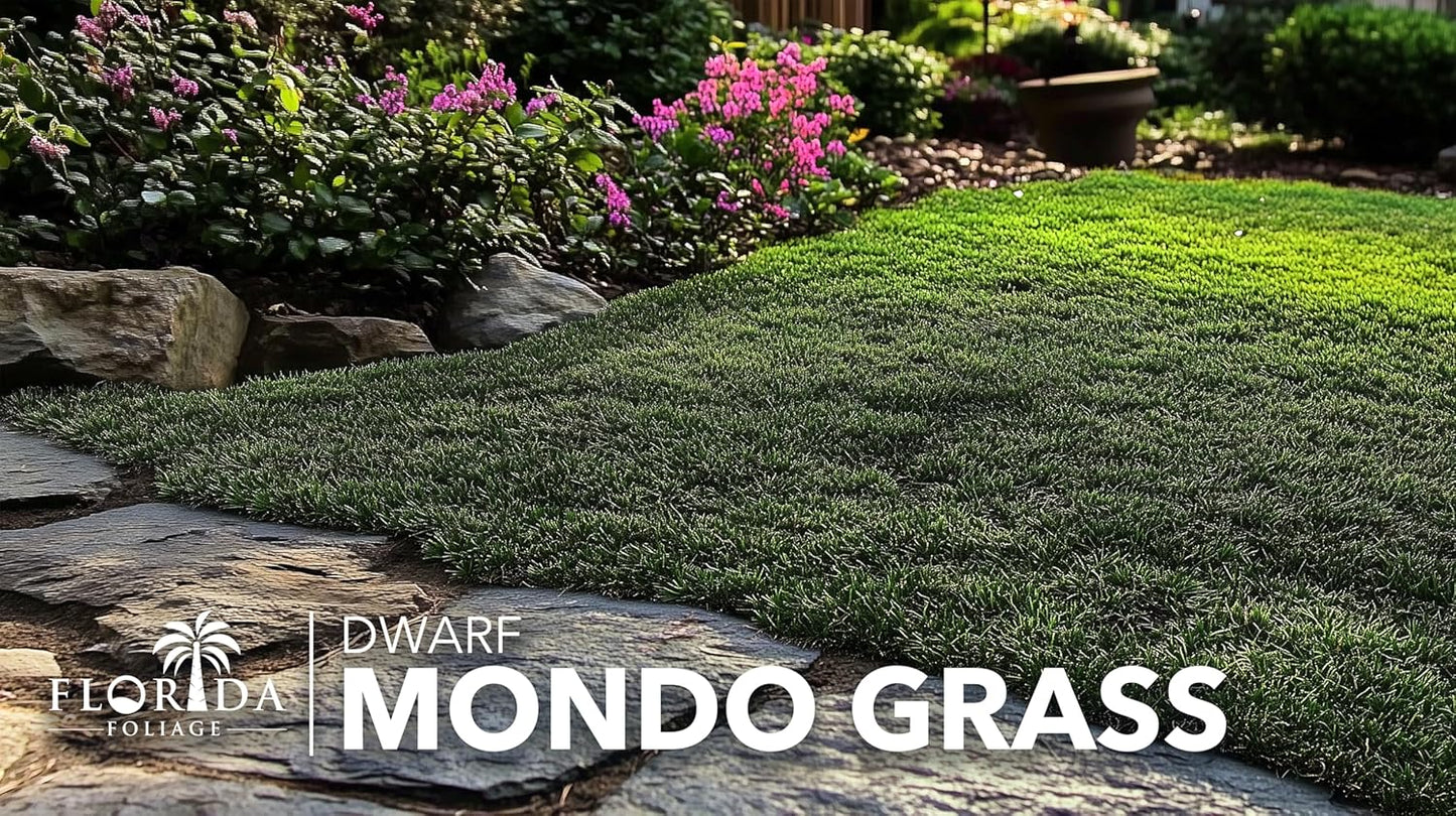 Dwarf Mondo Grass | 10 Live Plants | Ophiopogon Japonicus Nana | Lush Ground Cover | Shade Loving Low Maintenance Garden Solution | Ideal for Landscaping and Borders | Hardy and Evergreen