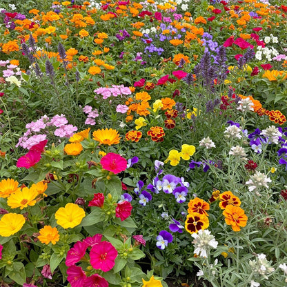 Ferry-Morse Fragrant Mix Bulk Flower Seeds, 1lb