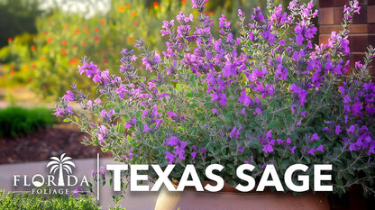 Texas Sage | 40 Live Plants | Leucophyllum frutescens | Drought-Tolerant Shrub for Landscaping | Hardy Evergreen with Silver Foliage and Purple Blooms