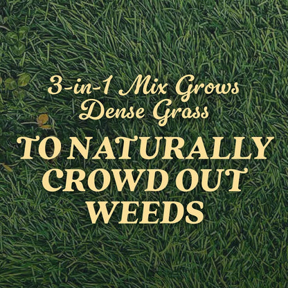 O.M. Scott and Sons Tall Fescue Blend Grass Seed, Fertilizer and Soil Improver, Naturally Crowds Out Weeds, Covers Up to 2,000 sq. ft., 8 lbs., 2-Pack