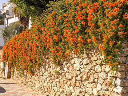 Greenwood Nursery: Live Perennial Plants - Tangerine Beauty Vine + Bignonia Capreolata - [Qty: 10x Pint Pots] - (Click for Other Available Plants/Quantities)