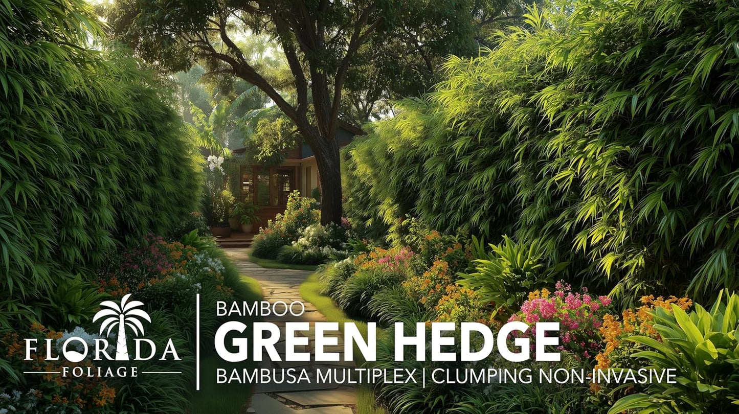 Green Hedge Bamboo | 1 Large Gallon Size Plant | Bambusa multiplex | Fast Growing Privacy Screen | Clumping Bamboo for Landscapes Gardens Walkways Accent Foundation Beds Decorative Garden