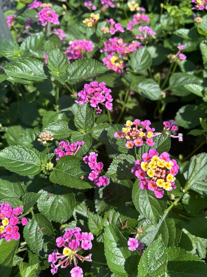 Lantana Camara Flowers - Two Mixed (2) Live Plants - Plants, not Seeds - Attracts Hummingbirds & Butterflies - Each in 4 inch Pots
