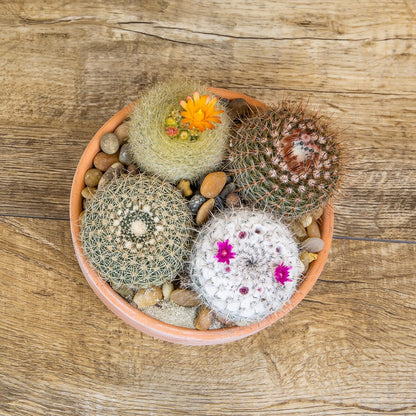 Altman Plants, Assorted Cactus Plants Live Cactus Decor (4PK), Cactus Plant Live Succulents Plants Live in Cactus Soil Potting Mix, Live Cacti Plants Live Succulent Plants Live Plants in Cactus Pot
