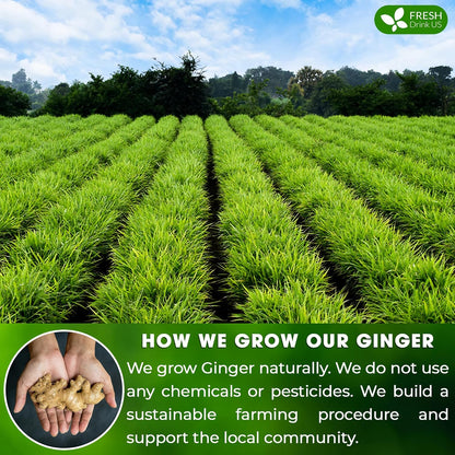 FreshDrinkUS, 150 Premium Ginger Tea Bags, Non GMO, 100% Natural & Pure from Ginger Root, Root Herbal Tea. No Sugar, No Caffeine, No Gluten, Vegan. Support Stronger Digestion, Pleasantly Spicy & Warming