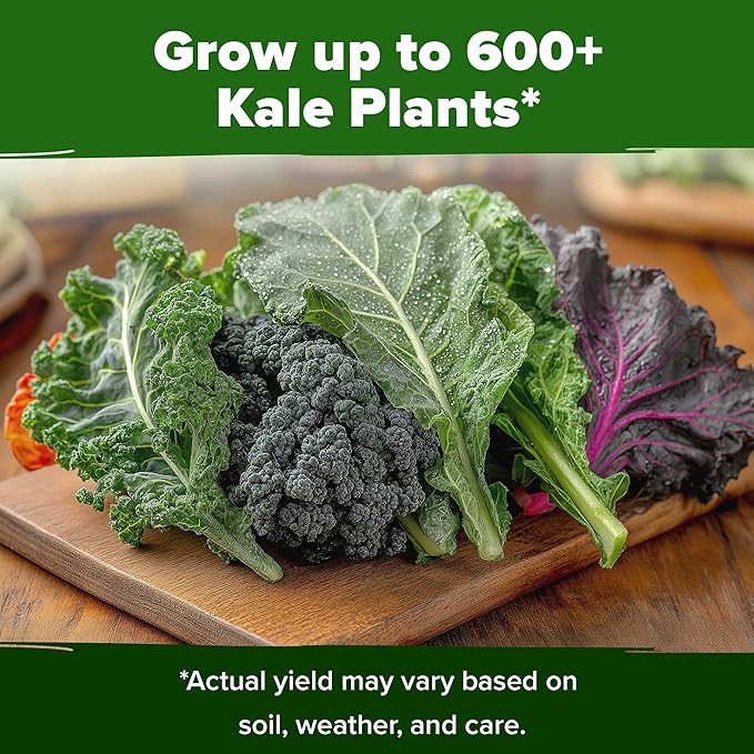 HOME GROWN 𝗨𝗦𝗔 𝗣𝗥𝗘𝗠𝗜𝗨𝗠 Heirloom Vegetable Seeds 𝗡𝗢𝗡-𝗚𝗠𝗢 Vegetable Seeds for Planting Home Garden, Beans, Carrots, Peppers, Cucumber, Kale, Pepper Seeds, Tomato (4 Kale)