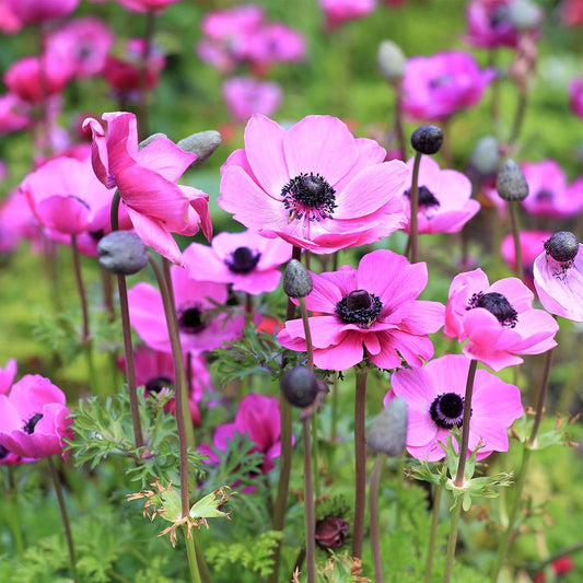 Easy to Grow Anemone Rosea - 20 Plant Bulbs, Bright Pink Flowers in Spring Outdoor, Full Sun