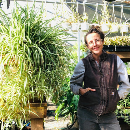 Smoke Camp Crafts 7 Live Plant Cuttings for Propagation, Queen of The Night Plant, Burro's Tail, Pencil Cactus, Spider, Snake, Mother of Thousands Green