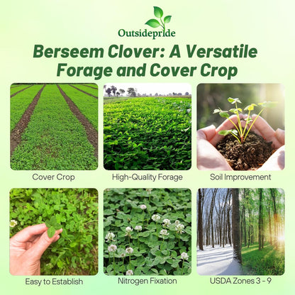 Outsidepride Annual Berseem Clover Seeds for Lawn - 10 lbs. High-Yield, Fast-Growing Clover Cover Crop Seeds for Food Plots, Cattle Forage & Nitrogen-Rich – Ideal for Pastures & Soil Improvement