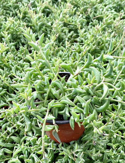 Sprout N Green Live Mini Succulent Plant, 2in String of Dolphins, 1 Pack Rare Succulent Fully Rooted in Pot, Real House Plant for Home Office Wedding Decoration DIY Projects Party Favor