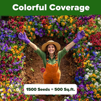 HOME GROWN Pansy Swiss Giants Mix - 1,500 Flower Seeds (2.13g) - Fall Planting Pansies Seed - Edible Viola Seeds - Cold Hardy Annuals for Containers & Outdoor Gardens (Viola × wittrockiana)