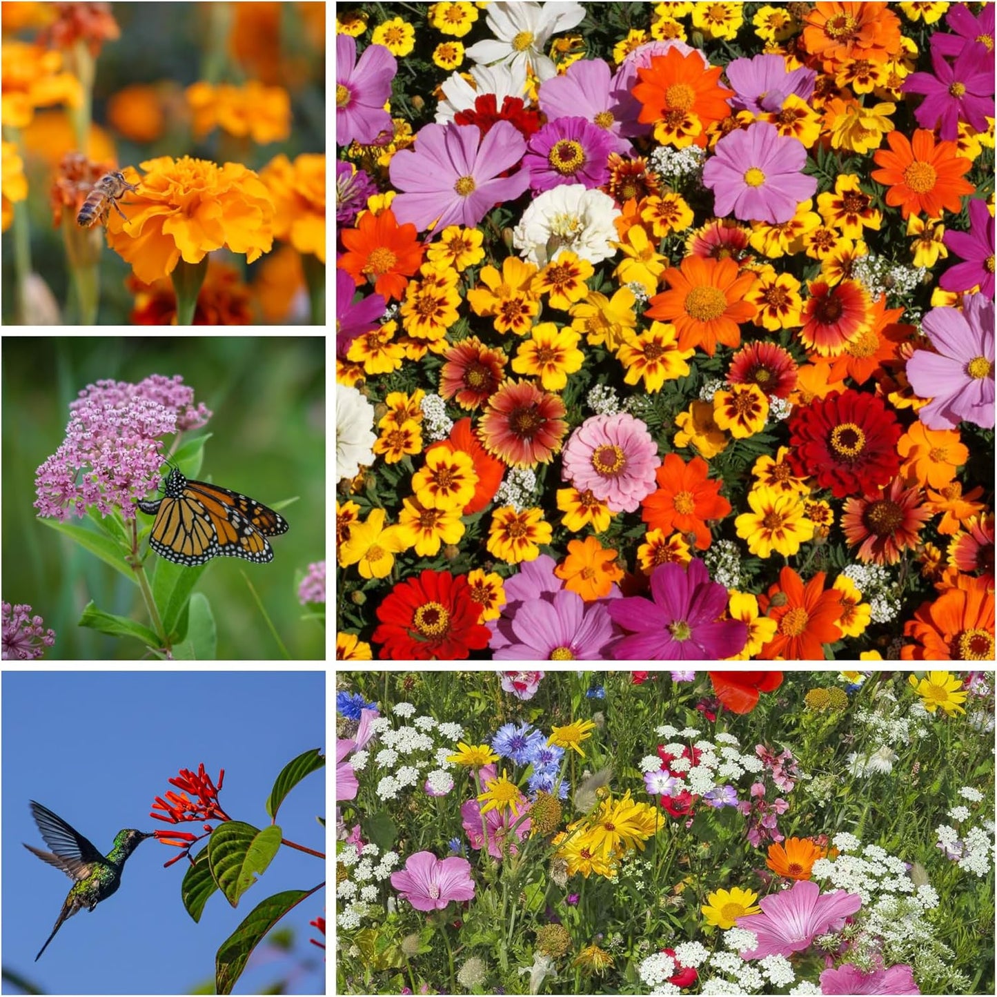 Pollinator Wildflower Seed Shaker Collection - ~300,000+ Wild Flower Seeds for Planting - Includes Hummingbird & Butterfly, Save The Monarchs, and Save The Bees Wildflower Mixes - Covers ~1,000 sq ft…