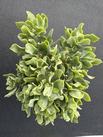 Ripple Jade with White Stripe Pot, Live Crassula Arborescens Undulatifolia, Rare Cute Succulent Plant in 4" Planter, Home Office Décor