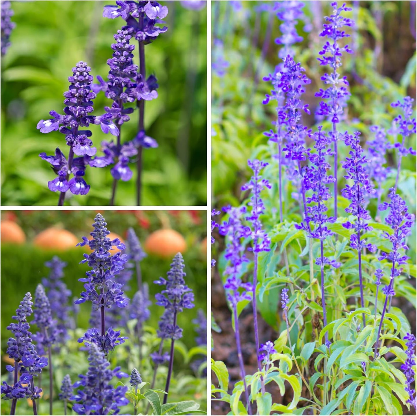 Seed Needs Sapphire Blue Sage Seeds for Planting - Heirloom & Open Pollinated Salvia - Grow a Butterfly Garden with Perennial Flowering Plants (5 Packs)