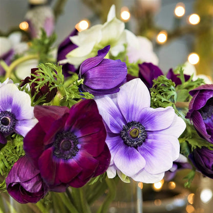 Easy to Grow Anemone Monarch de Caen Mix 60 Plant Bulbs - Blue Pink Purple Red Flowers in Spring, Full Sun Outdoor Zones 8-10