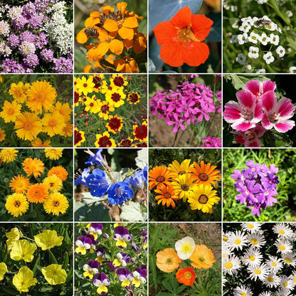 Ferry-Morse Low-Growing Mix Bulk Flower Seeds, 1lb