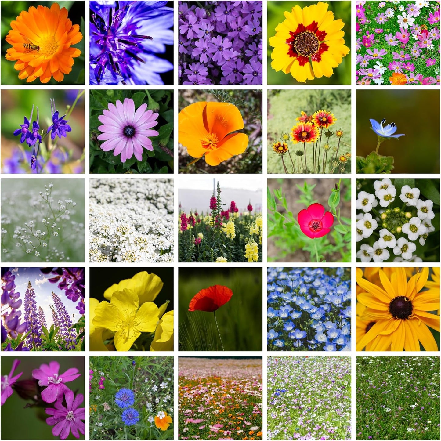 All Annual Wildflower Mix Seed for Planting - 1 Lb ~16,000+ Seeds - 21 Varieties Including California Poppy, Indian Blanket, Scarlet Flax, & More - Attracts Pollinators - Bulk Wildflower Seeds