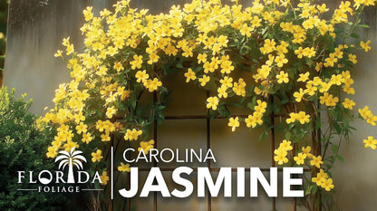 Carolina Jasmine | 20 Live Plants | Gelsemium sempervirens | Fast-Growing Flowering Vine for Trellises & Fences | Climbing Landscape Plants
