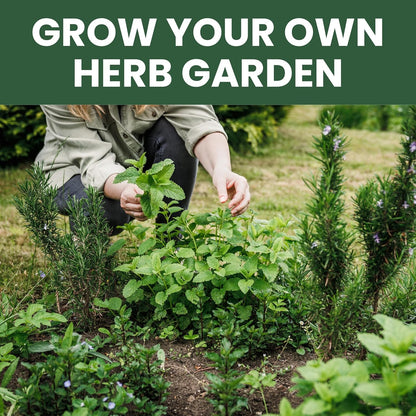 Herb Seeds | 10 Invidiual Packs | 2025 Season | Non-GMO | Mint, Parsley, Basil, Thyme & More! | for Planting Indoor & Outdoor | by Family Sown