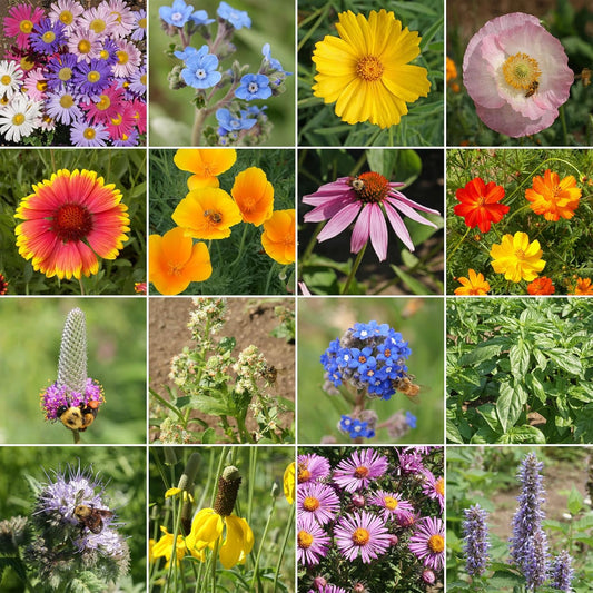 Ferry-Morse Honey Bee Mix Bulk Flower Seeds, 1lb