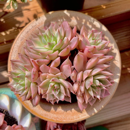 FWPP Succulents Live Echeveria Margaret,Pink Multi Headed Clustered Rare Plants,Bare Root Without Pot Soil,Indoor Live Succulent Plants are Suitable as Gifts and Decorations