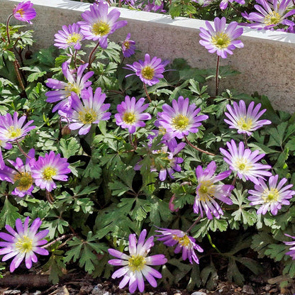 Easy to Grow Anemone Blanda Pink Shades 20 Plant Bulbs - Pink Flowers in Spring Outdoor, Full Sun