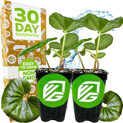 Tractor Seat Plant (Leopard Plant) – Farfugium Japonica VAR. Gigantea by Wellspring Gardens – Large Glossy Foliage – Shade-Loving Ornamental – Great for Containers & Landscaping (2-Pack)