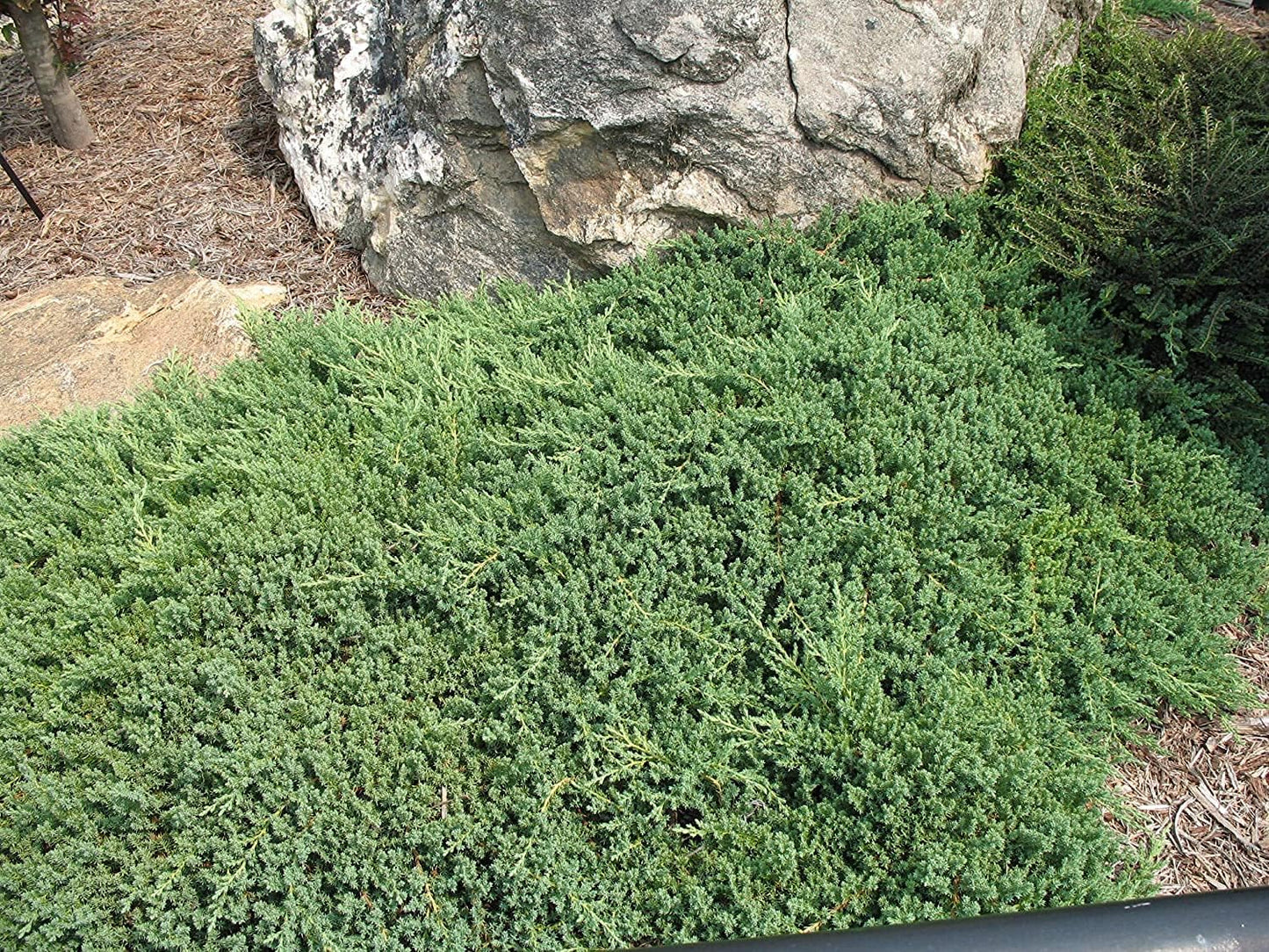 Juniper Procumbens Nana - 20 Live Plants - Drought Tolerant Evergreen Groundcover - Great for Bonsai