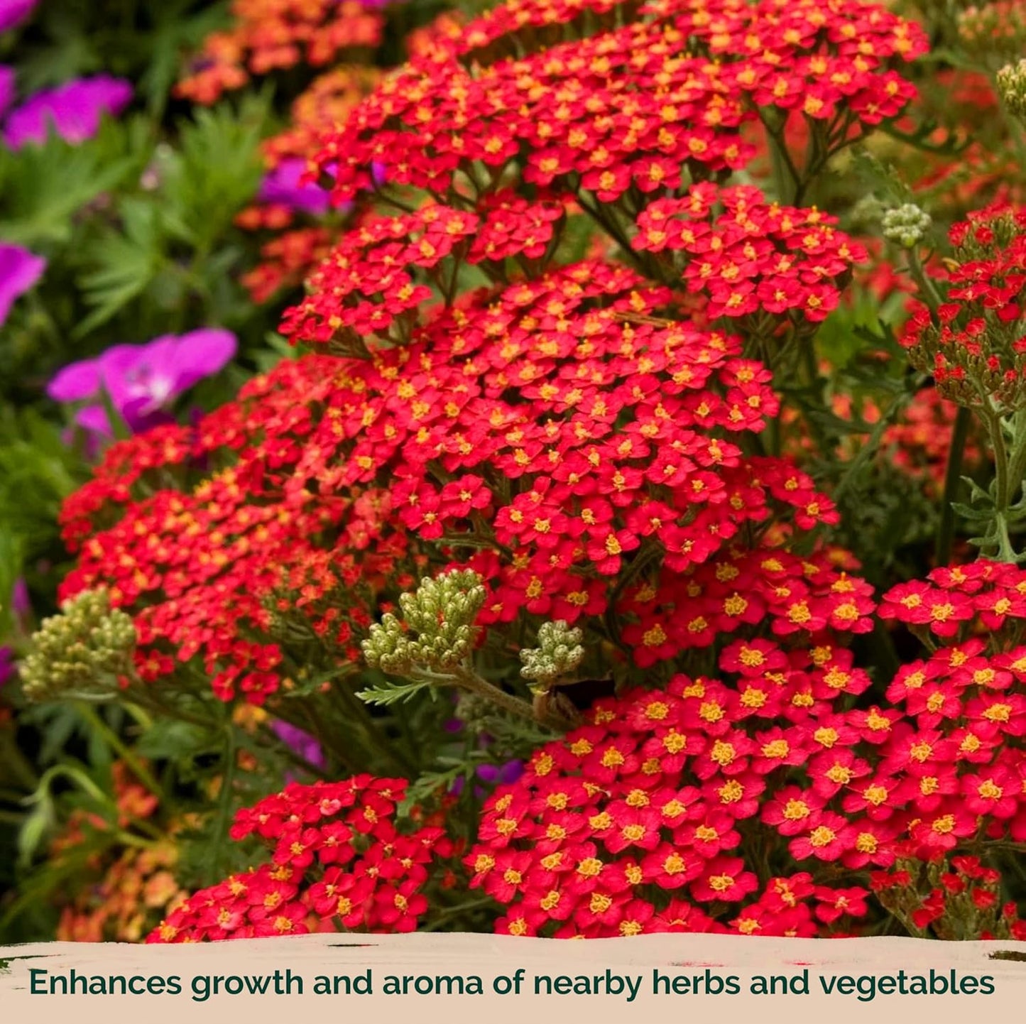 KVITER 7000 Red Yarrow Seeds (Achillea Millefolium Rubra) — Perennial Flower Seeds to Plant Outside, Heirloom & Organic — Native Wildflower Seed for Herb Garden, Beds, Containers & Meadows