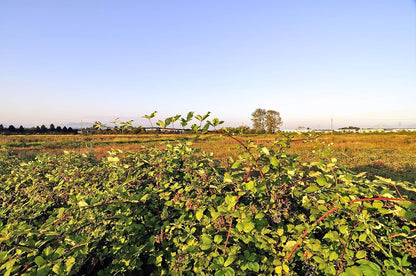 MagJo Naturals, Red Raspberry Leaf (16 Oz) Dried leaves, Wild-Harvest, herbal tea, Cut & Sifted, Packaged in USA, resealable bag