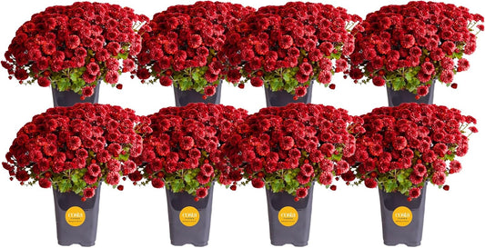 Costa Farms Live Plants – Fall Mums 8-Pack (Red) in Grower Pots | 1 Qt. Seasonal Houseplants & Outdoor Flowers for Porch, Patio, or Garden | Ships in Bud Form for Longer Bloom