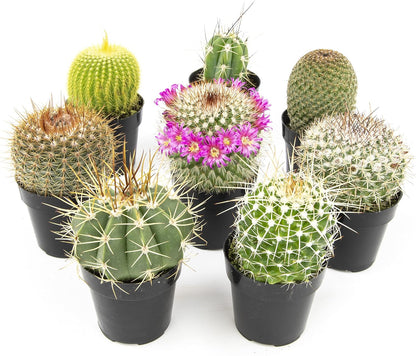 Altman Plants, Assorted Cactus Plants Live Cactus Decor (8PK), Cactus Plant Live Succulents Plants Live in Cactus Soil Potting Mix, Live Cacti Plants Live Succulent Plants Live Plants in Cactus Pot
