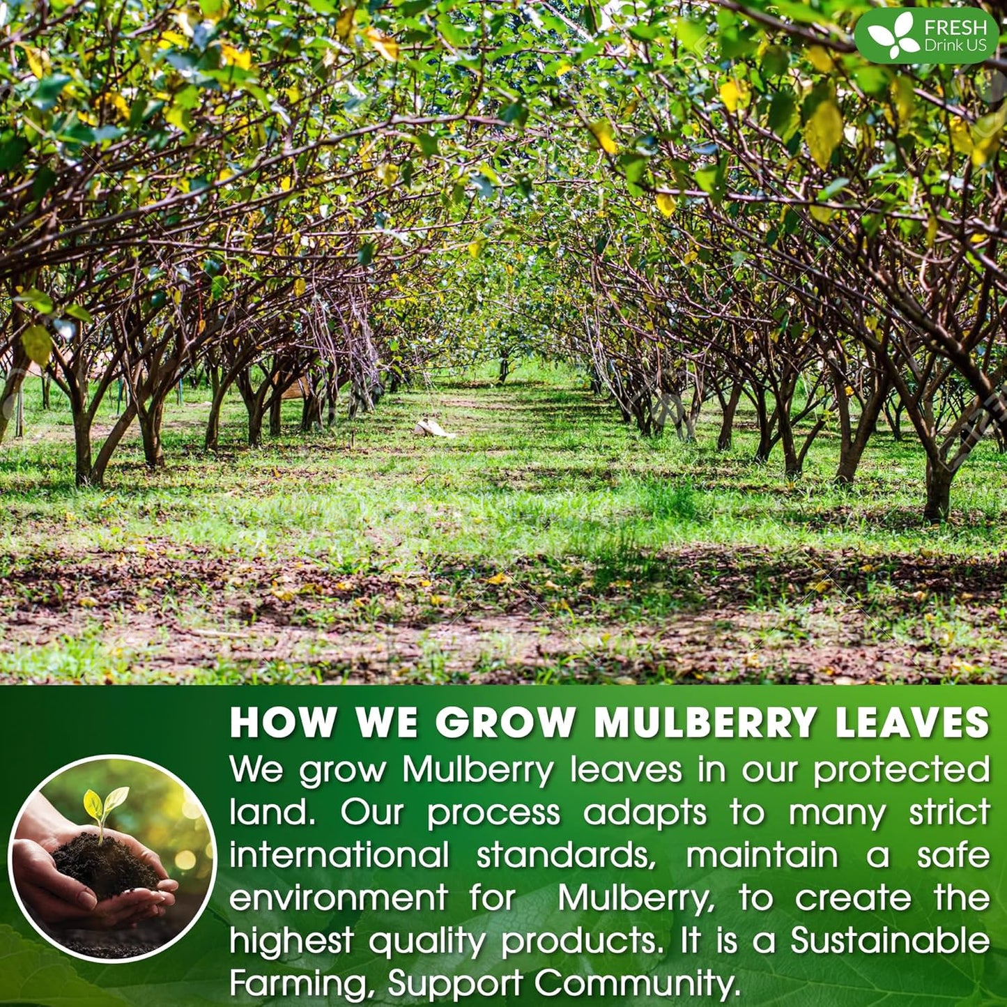 FreshDrinkUS Premium 75 Mulberry Leaf Tea Bags, 100% Natural & Pure. Loose Leaf Herbal Tea. Made with Natural Material Tea Bags. No Sugar, No Caffeine, No Gluten, Vegan