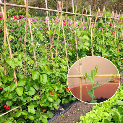 Plant Stakes,3FT Longer Sturdy Natural Bamboo Garden Stakes,GAGINANG 25Pcs Bamboo Sticks Trellis Support for Tomato, Vegetables Beans Trees Climbing Plants