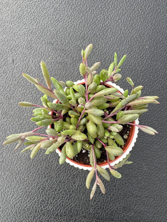 4" Ruby Necklace with White Stripe Pot, Live Othonna capensis L.H.Bailey Succulent, Purple Hanging Trailing House Plant for Home Office Wedding Decoration DIY Project Party Favor