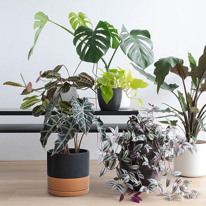 D'vine Dev Set of 2 Plants Pot, 10 Inch Ceramic Planter Pot for Plants with Drainage Hole and Saucer, Black/Speckled Tan, 94-V-E-7